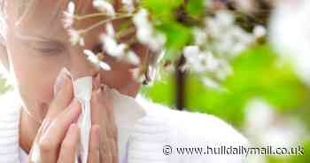 Map shows pollen count over next five days as hayfever returns with a vengeance