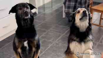 Puppy love: Alberta pooches' long-distance relationship garners millions of views online