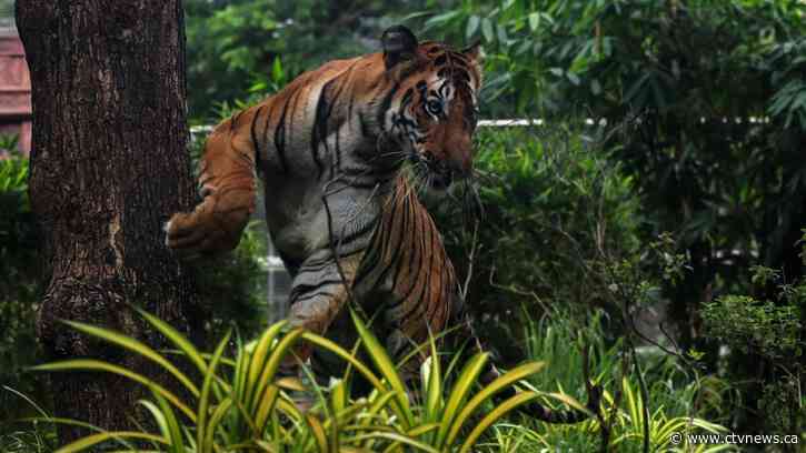 As tiger count grows, India's Indigenous demand land rights