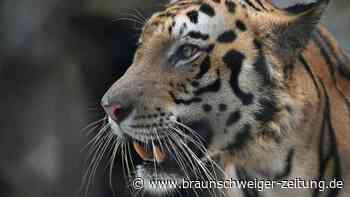 Wieder mehr als 3000 freilebende Tiger in Indien