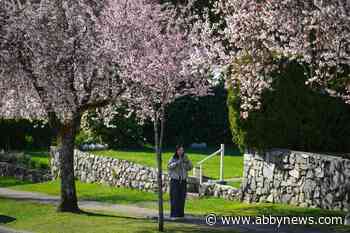 Selfie sticks bloom beneath Vancouver’s cherry blossoms, as petal power goes global