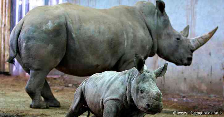 La corsa disperata per salvare il rinoceronte bianco dall’estinzione totale: gli ultimi due esemplari esistenti al mondo vengono sorvegliati 24 ore su 24