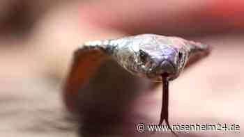 Giftige Kobra im Cockpit unter Sitz: Pilot muss notlanden