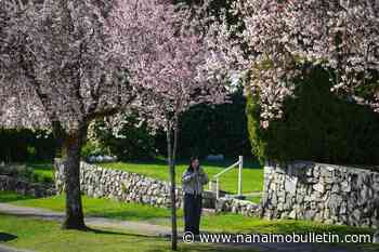 Selfie sticks bloom beneath Vancouver’s cherry blossoms, as petal power goes global
