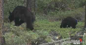 How to stay bear aware while in Alberta’s grrreat outdoors