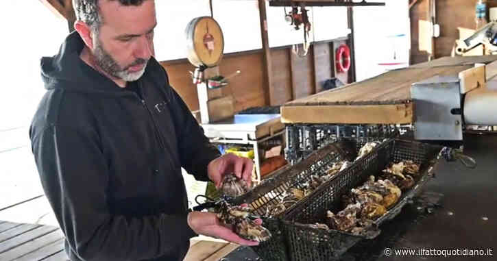 Siccità, l’aumento del cuneo salino nel Po ferma la produzione dell’ostrica rosa: “Servono interventi strutturali per il ricircolo dell’acqua”