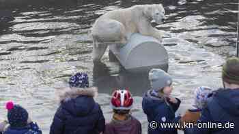 Zoos: Diskussion um Nutzen und Schaden