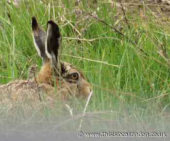 Wild Things: Worrying weather for wildlife