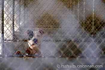 4 dogs at Hamilton County animal shelter die from canine distemper virus. What to know