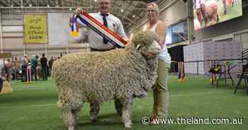 Six NSW studs share Poll Merino grand championship spoils