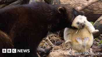 Wild Place in Bristol welcomes wolverine triplets