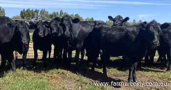 Quality yarding for monthly store sale