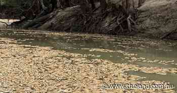 Menindee fish kill was not caused by pesticides: EPA