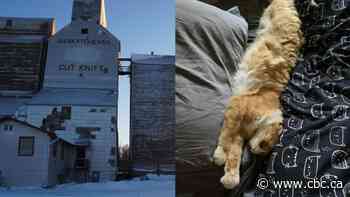 Cut Knife, Sask., lost its local newspaper. This sassy cat helps keeps its stories alive