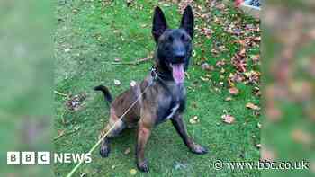 Abandoned pet becomes award-winning South Yorkshire Police dog