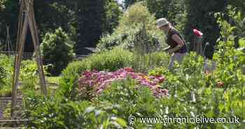 North East beauty spot named by National Trust as one of the best places to see spring blossom