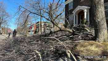 Outremont residents call for action on tree pruning before next storm hits