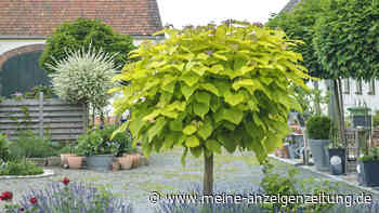 Neun Pflanzen, die dem Klimawandel trotzen: Der Trompetenbaum ist eine davon