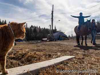 Edmonton weather: Windy and a chance of showers Monday, snow is likely on the way