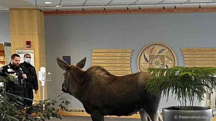 Moose feasts on lobby plants in Alaska hospital building