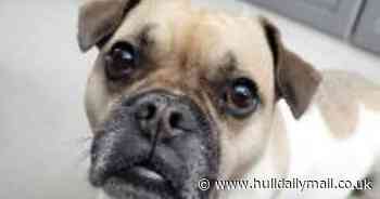 Super-smart French Bulldog from East Yorkshire looking for his forever home