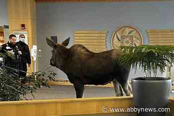Moose feasts on lobby plants in Alaska hospital building