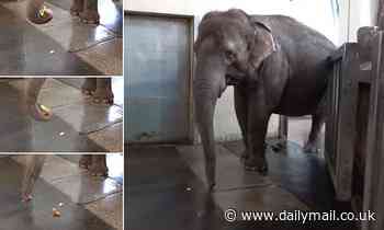 Watch how an elephant has learned how to peel a BANANA after observing zookeepers eating the fruit 