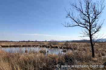 Rödinghausen: Grüne wandern im Großen Torfmoor