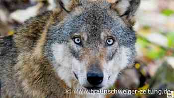 Neue Eskalationsstufe beim Thema Wolf: Raus zu den Menschen!