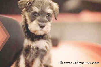 Puppies to power Lower Mainland yoga fundraiser