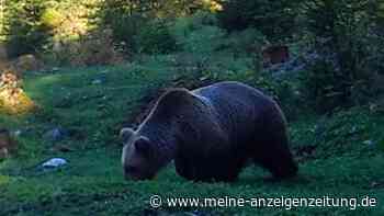 Nach Tod eines Joggers in Norditalien: Im Mangfallgebirge geht die Angst vor den Bären um