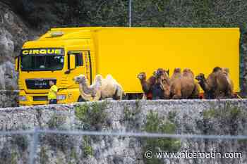 Le cirque Zavatta dans le parc de Vaugrenier pour la nuit avant de quitter le département?