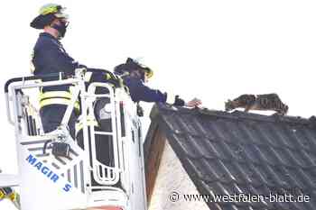 Per Drehleiter: Feuerwehr Höxter rettet Katze „Emy“