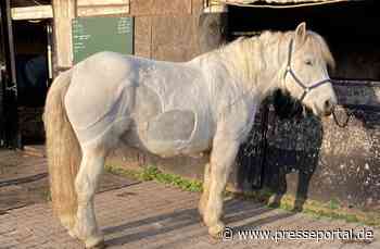 FW-DO: Feuerwehr hilft Stute beim aufstehen