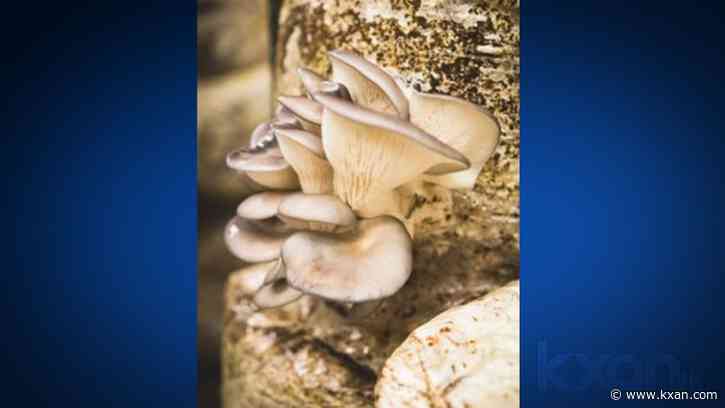 How researchers use mushrooms to break down cigarette butts