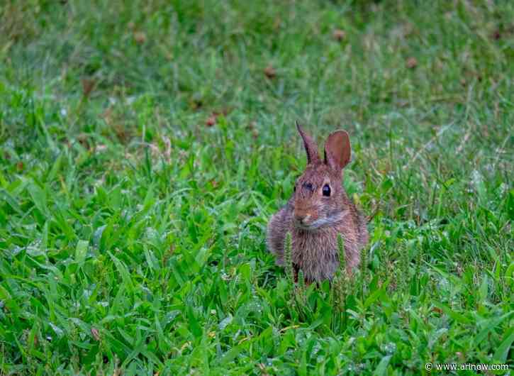 AWLA: Someone is shooting rabbits with blow darts