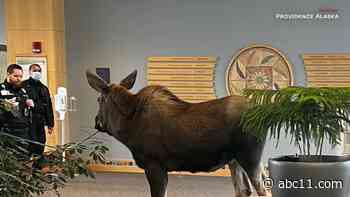 Moose on the loose in Alaska hospital stops to snack on lobby plants