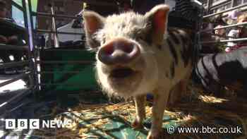 Hundreds flock to pop up farm in Coventry city centre