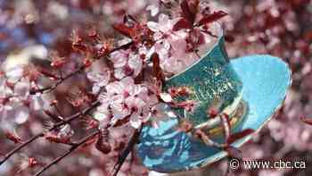Victoria's teacup tree brimming with beauty — and inspiration — in spring
