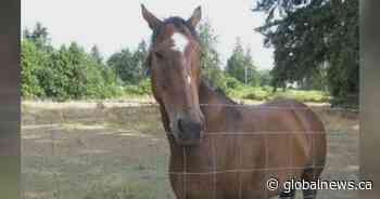 ‘Pointless and senseless’: Family devastated after horse shot on B.C. farm