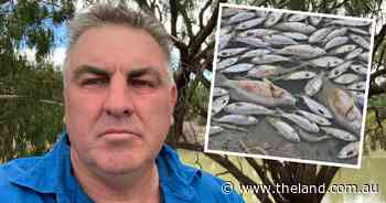 'A shocking result for Menindee': Easter tourism takes a hit after catastrophic fish kill
