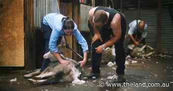 Click go the shears as AWI staff get a day on the crutching board