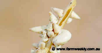 Weather delivers perfect recipe for pests