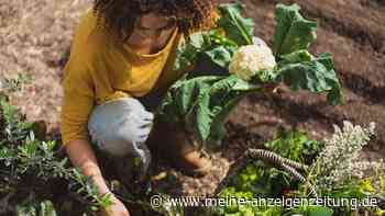Mini-Kohlköpfe für den kleinen Hunger im Garten einfach selber ziehen