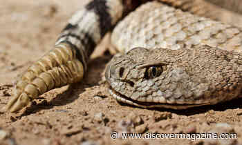 What To Do (and Not Do) If A Snake Bites You