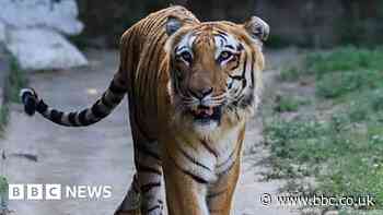India now has 3,167 tigers, its latest census shows