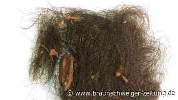 Drogenkonsum in der Bronzezeit: 3000 Jahre alter Beweis