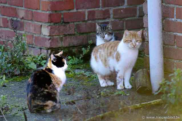 Gemeente pakt overlast zwerfkatten aan: vangacties op vijf plaatsen