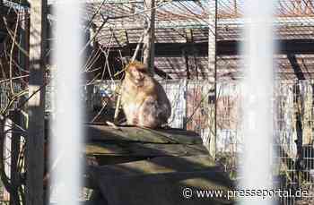 Berberaffe aus Jahren der Einsamkeit als Haustier gerettet