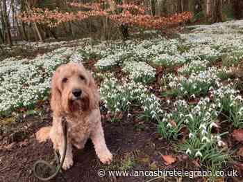 Blackburn Hospital’s therapy dog Jasper dies after cancer diagnosis
